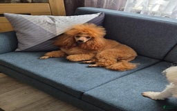 Maltipoo dogs for sale: Tommy - Image 5