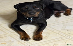 Rottweiler dogs for sale: Green - Image 2