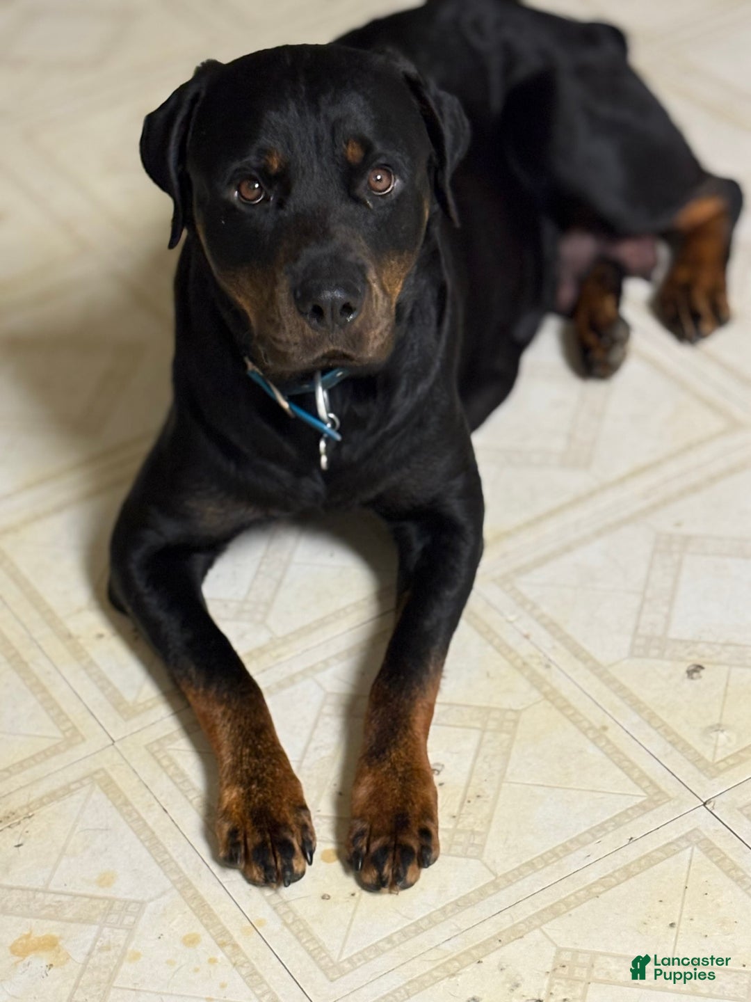 Rottweiler dogs for sale: Green - Image 2