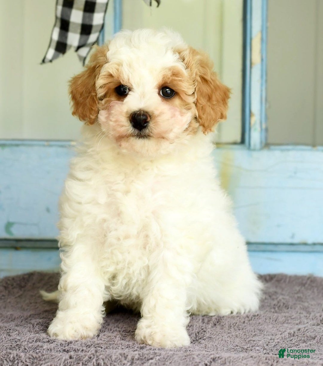 Havapoo dogs for sale: Daisy - Image 5