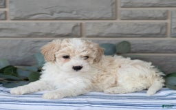 Bichpoo dogs for sale: Kevon - Image 1