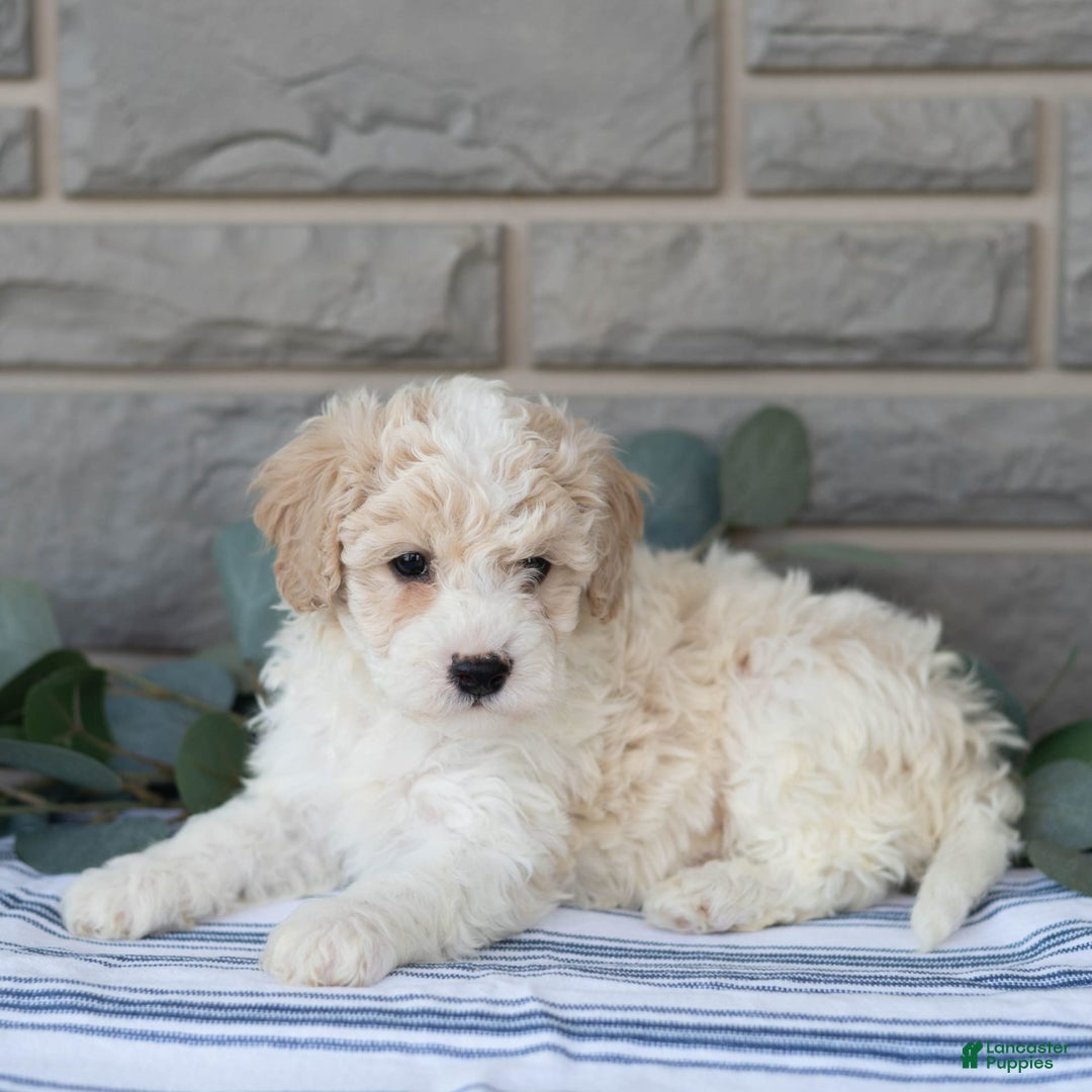 Bichpoo dogs for sale: Kevon - Image 1