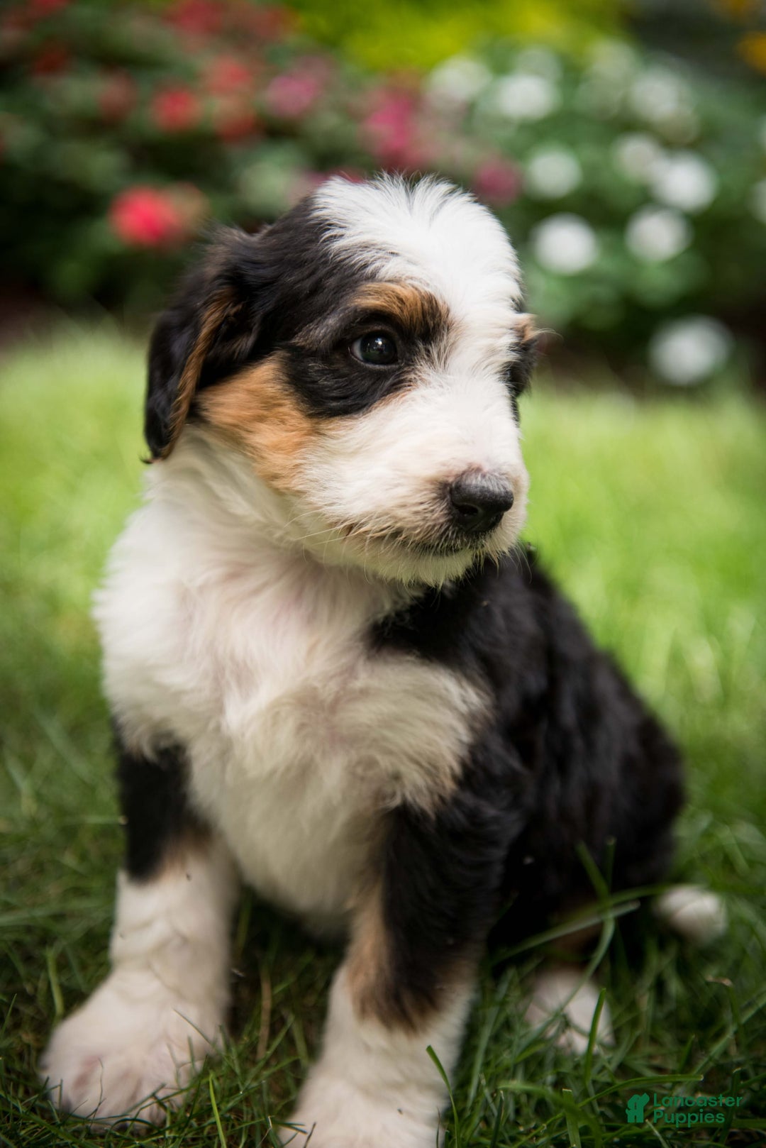 Bernedoodle dogs for sale: Bessie - Image 20