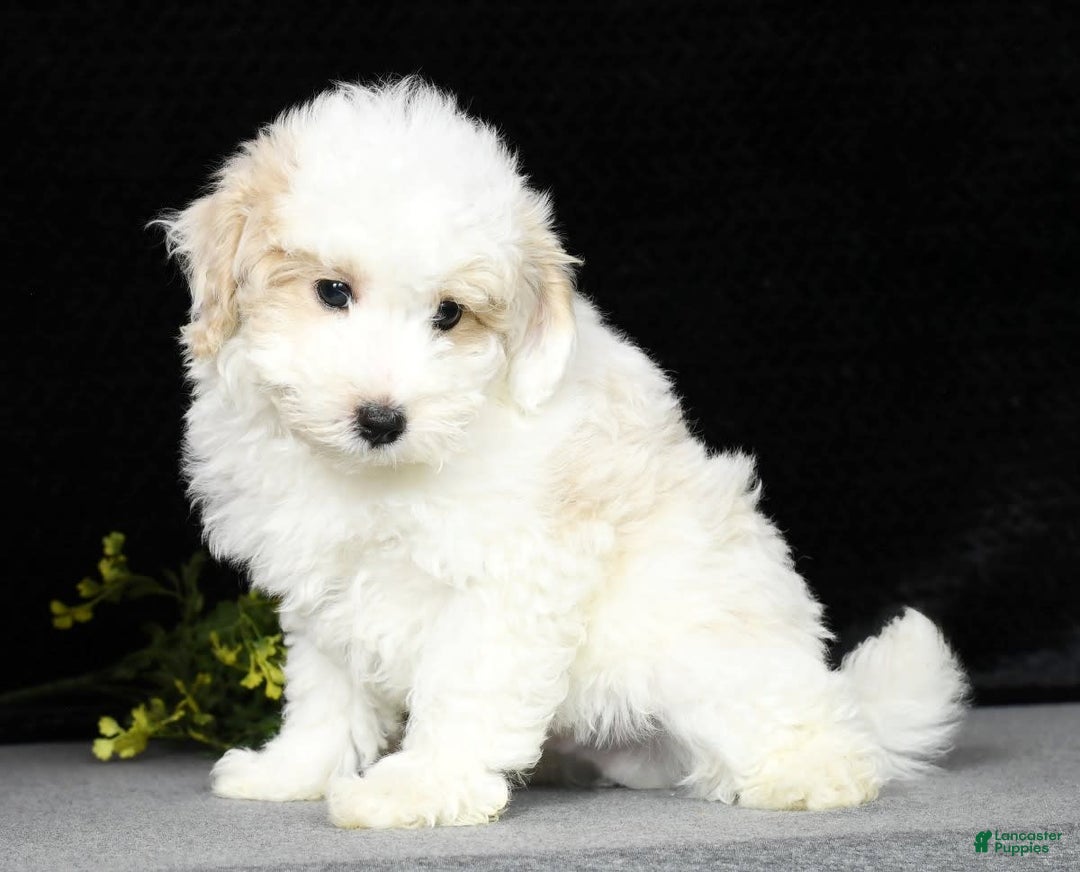 Maltipoo dogs for sale: Polly - Image 16