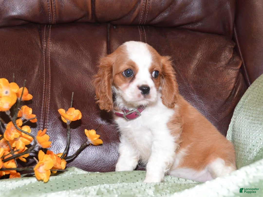 Cavalier King Charles Spaniel dogs for sale: Destiny - Image 4