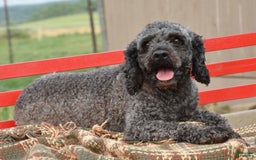 Cockapoo dogs for sale: Spencer - Image 6