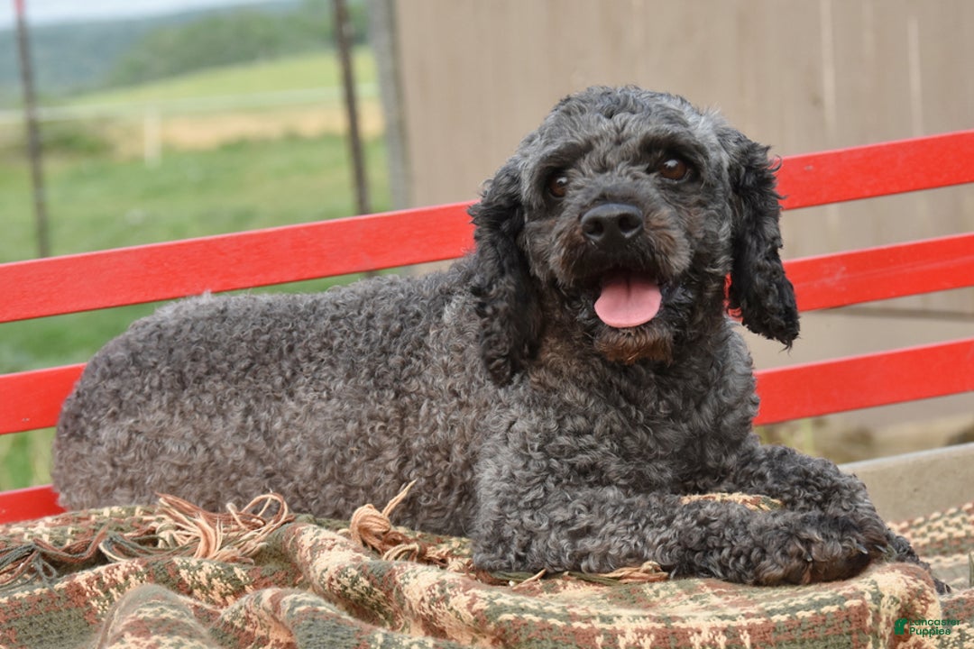 Cockapoo dogs for sale: Spencer - Image 6