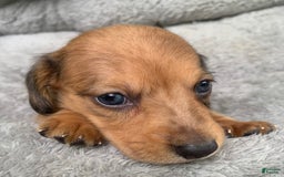 Miniature Dachshund dogs for sale: Baby Cosmo - Image 7