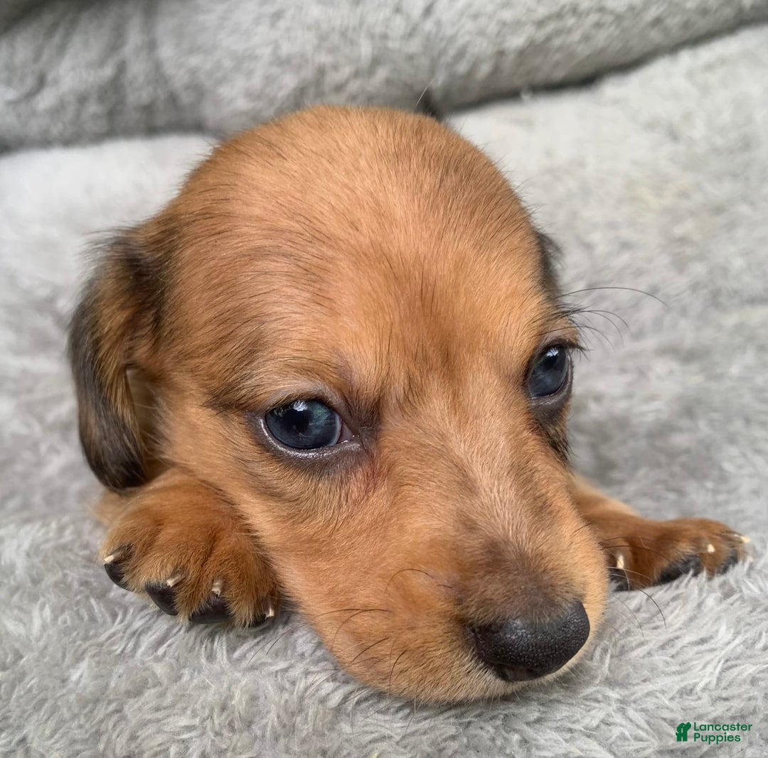 Miniature Dachshund dogs for sale: Baby Cosmo - Image 7