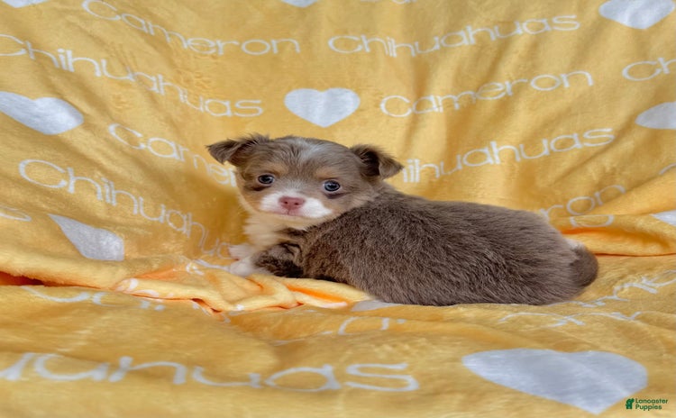 Chihuahua dogs for sale - Ad 4
