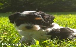 Cavapoo dogs for sale: Pongo - Image 4