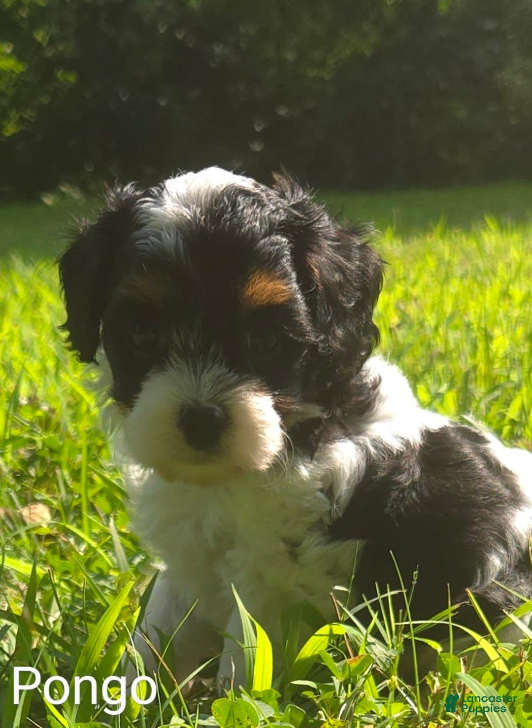 Cavapoo dogs for sale: Pongo - Image 4