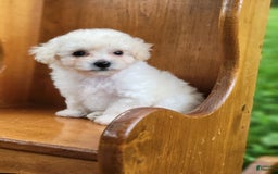 Bichpoo dogs for sale: Tatiana - Image 5