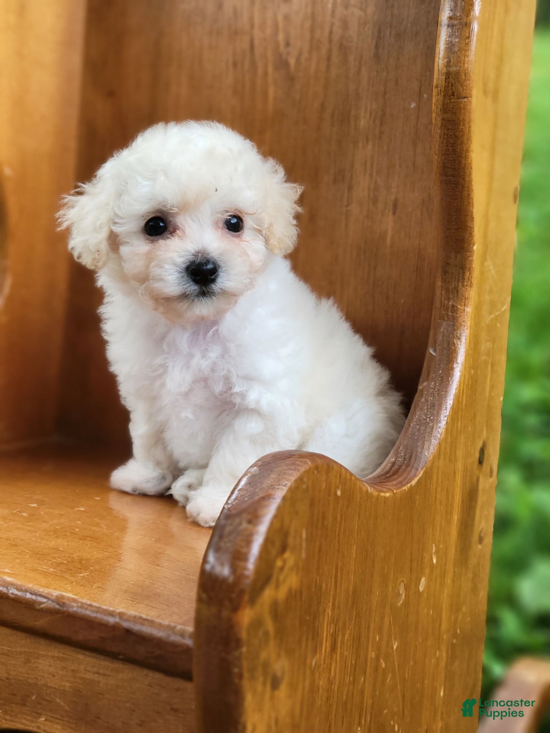 Bichpoo dogs for sale: Tatiana - Image 5