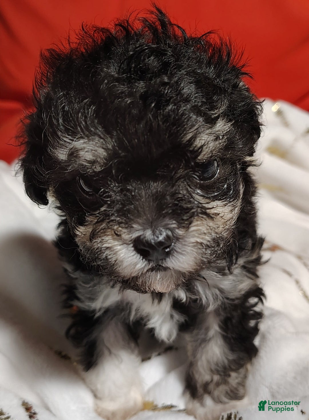 Maltipoo dogs for sale: Olive - Image 9