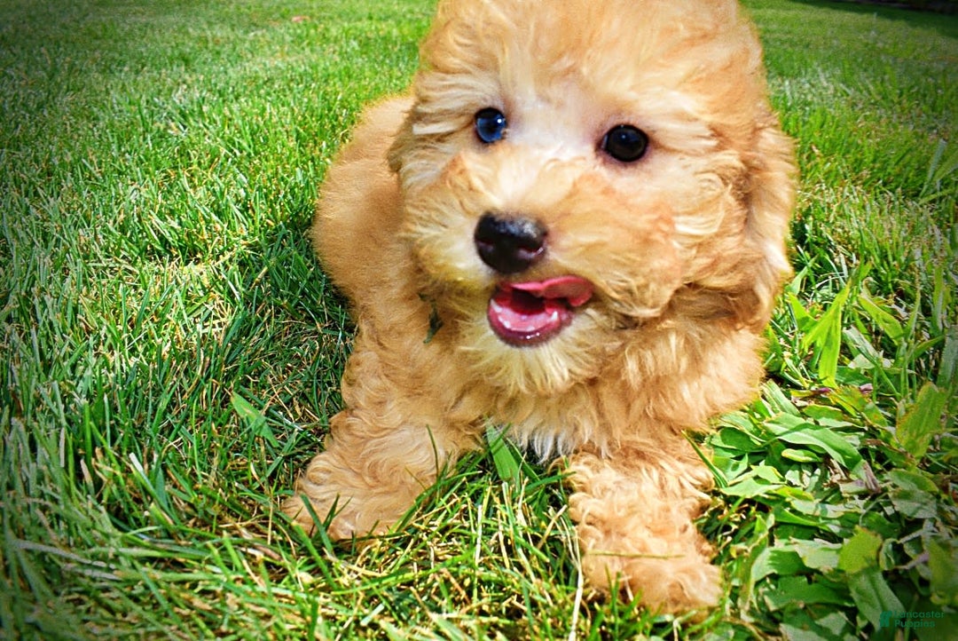 Havapoo dogs for sale: Ember - Image 6