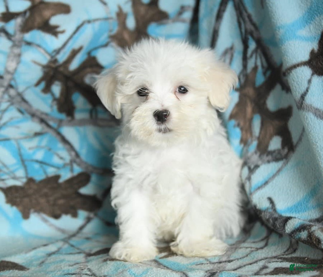 Maltese dogs for sale: Jasper - Image 8