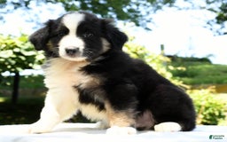 Australian Shepherd dogs for sale: Bear - Image 2