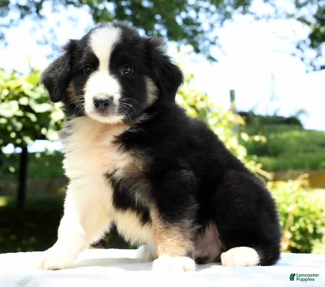 Australian Shepherd dogs for sale: Bear - Image 2