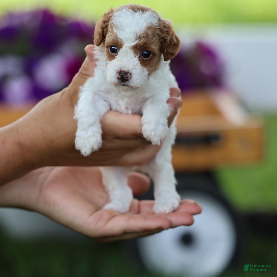 Toy Poodle dogs for sale: Sweetie - Image 4