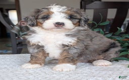 Mini Bernedoodle dogs for sale: Allie - Image 11