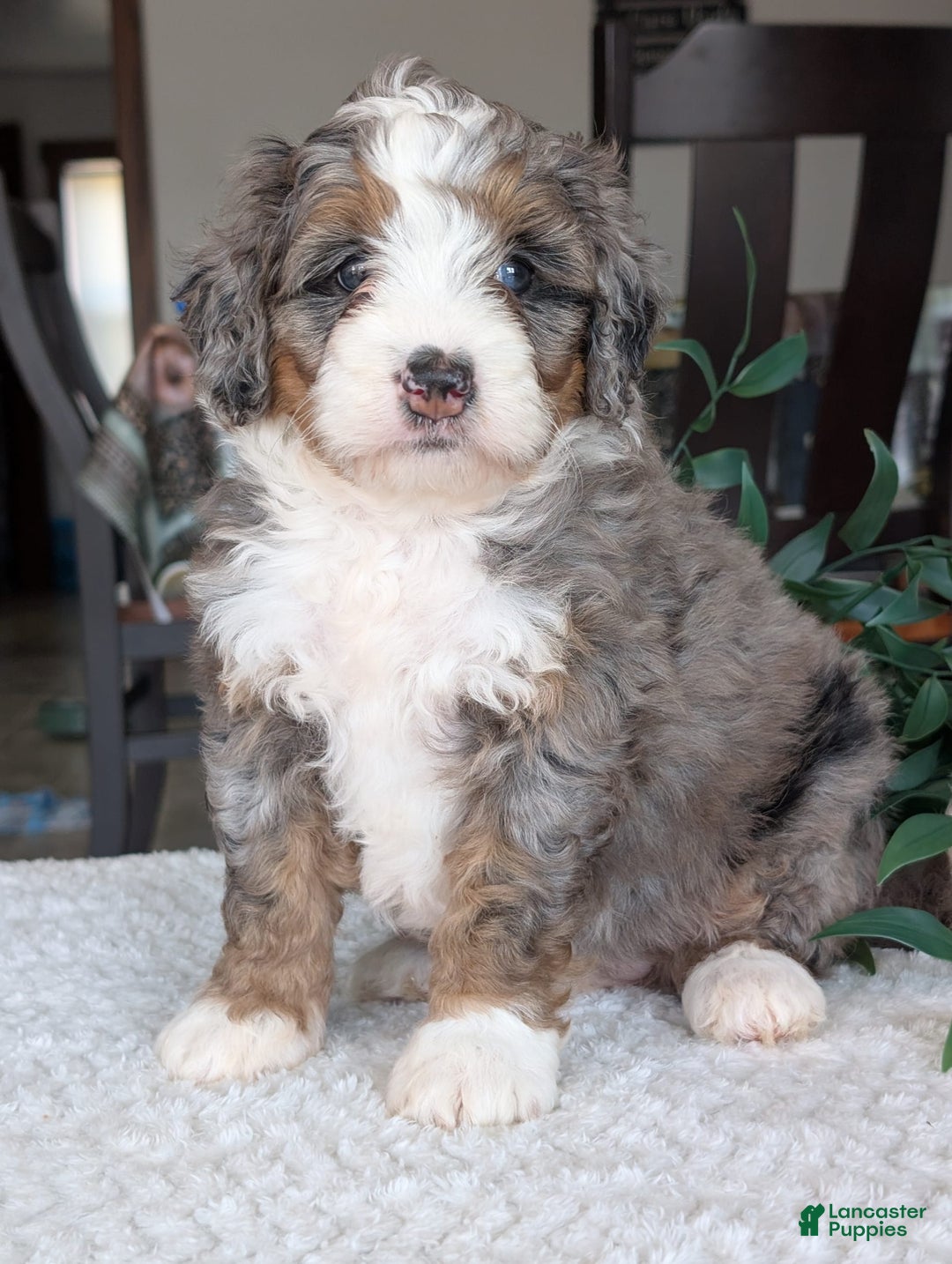 Mini Bernedoodle dogs for sale: Allie - Image 11