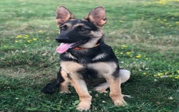 German Shepherd dogs for sale: Max - Image 4
