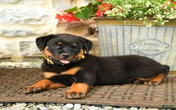 Rottweiler dogs for sale: Rottweiler 8 puppies - Image 3