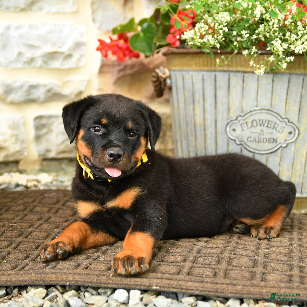 Rottweiler dogs for sale: Rottweiler 8 puppies - Image 3