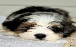 Mini Bernedoodle dogs for sale: Callie - Image 11