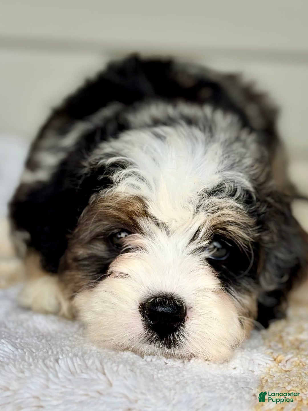 Mini Bernedoodle dogs for sale: Callie - Image 11