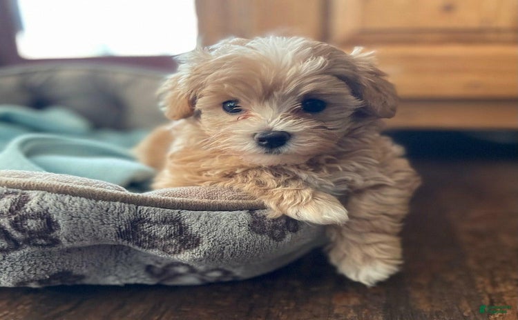 Maltipoo dogs - Advert 34