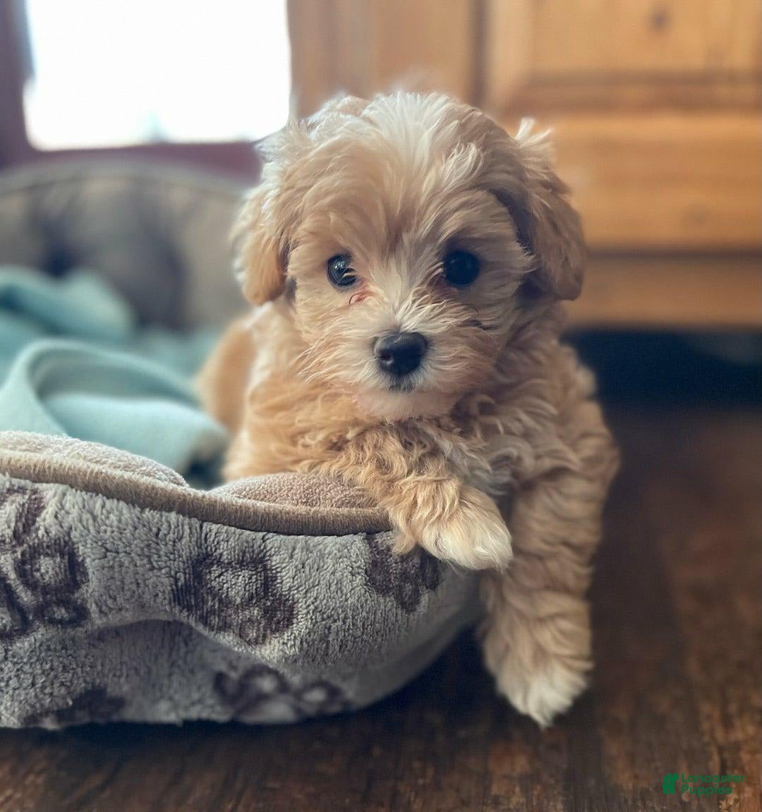Maltipoo dogs for sale: Tina - Listing for pets: Bestie, Gracie, Tina, Debbie - Image 1
