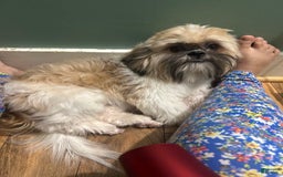 Shih Tzu dogs for sale: Valentino - Image 2