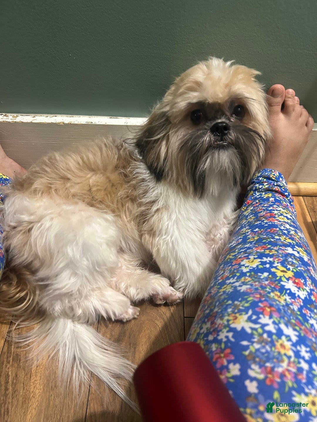 Shih Tzu dogs for sale: Valentino - Image 2