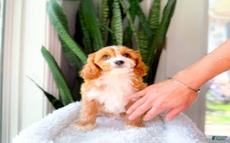 Cavapoo dogs for sale: Yara - Image 5
