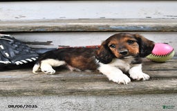 Miniature Dachshund dogs for sale: Caden - Image 1