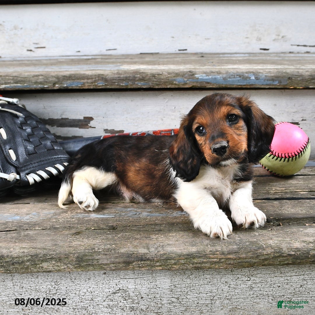 Miniature Dachshund dogs for sale: Caden - Image 1