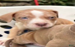 American Bully dogs for sale: Dime - Image 11