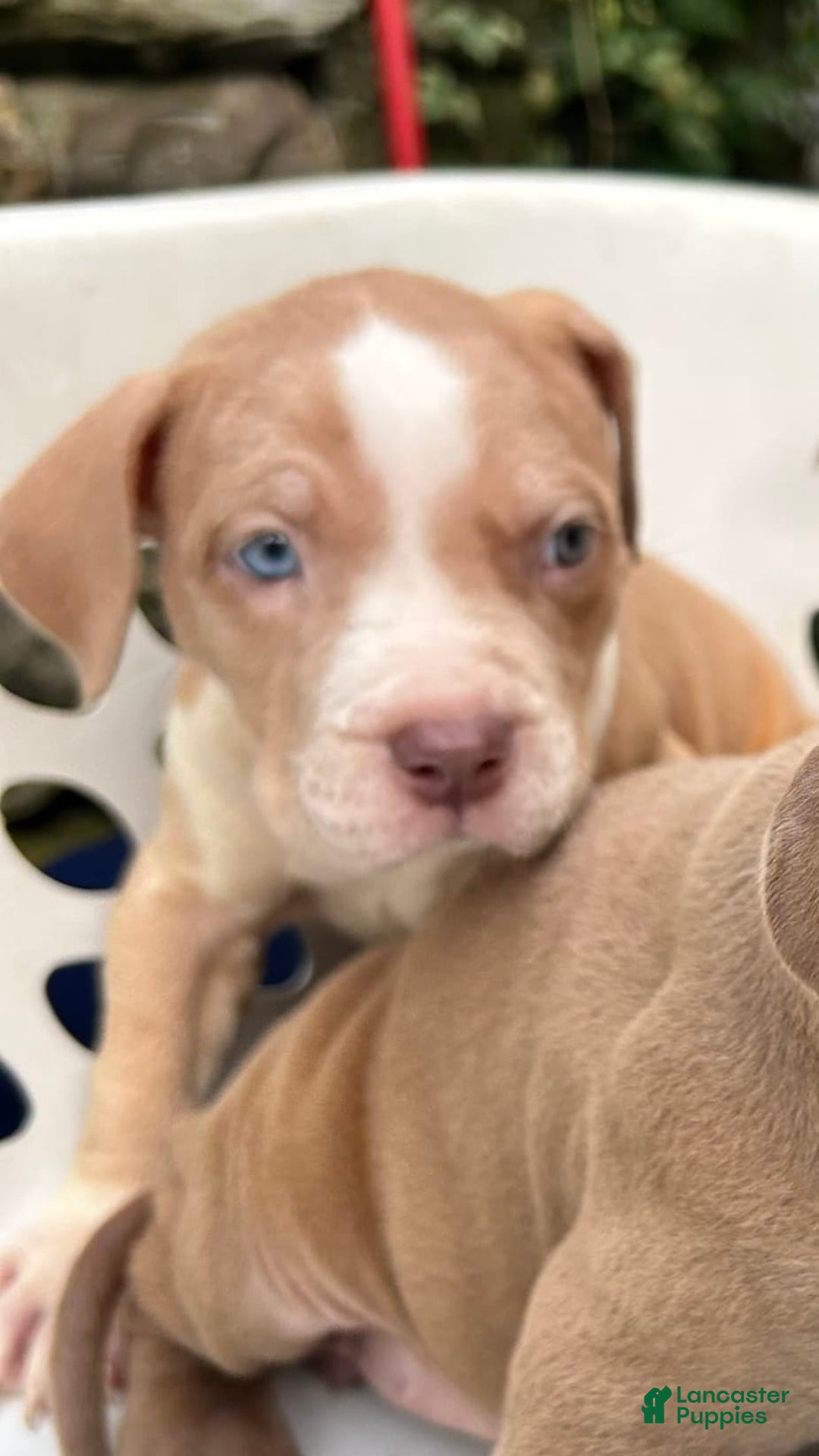 American Bully dogs for sale: Dime - Image 11