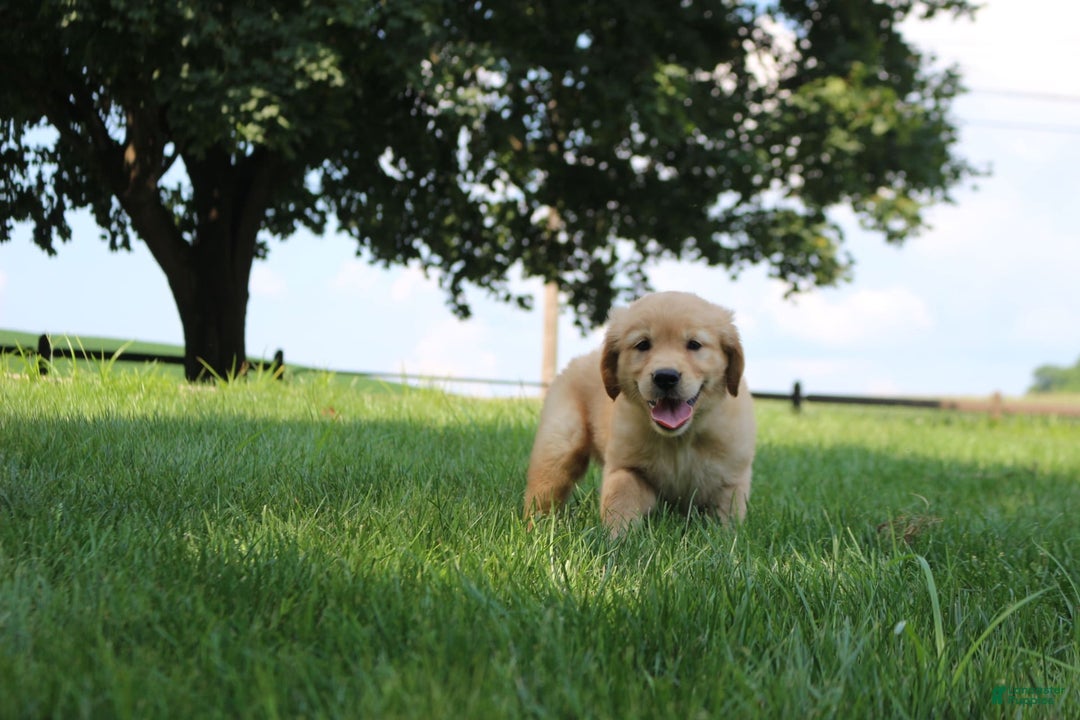 Golden Retriever dogs for sale: Max - Image 2