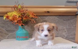 Welsh Corgi Pembroke dogs for sale: Tyson - Image 6