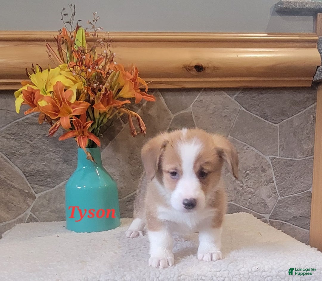 Welsh Corgi Pembroke dogs for sale: Tyson - Image 6