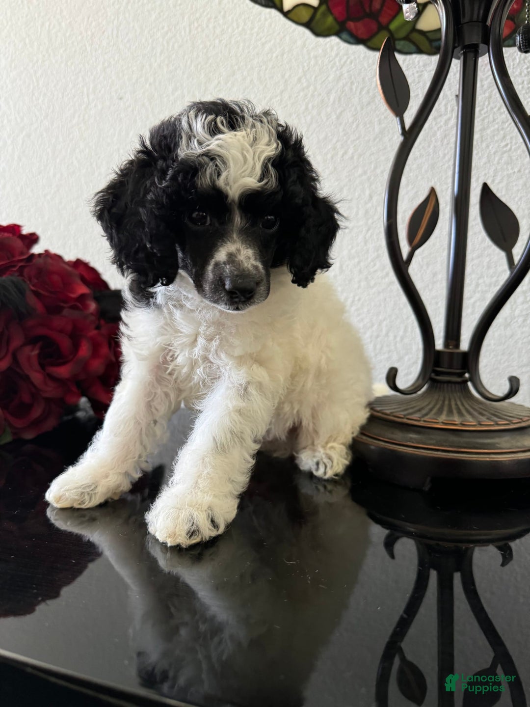 Miniature Poodle dogs for sale: Thor - Image 13