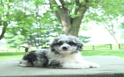 Mini Aussiedoodle dogs for sale: Atlas - Image 4