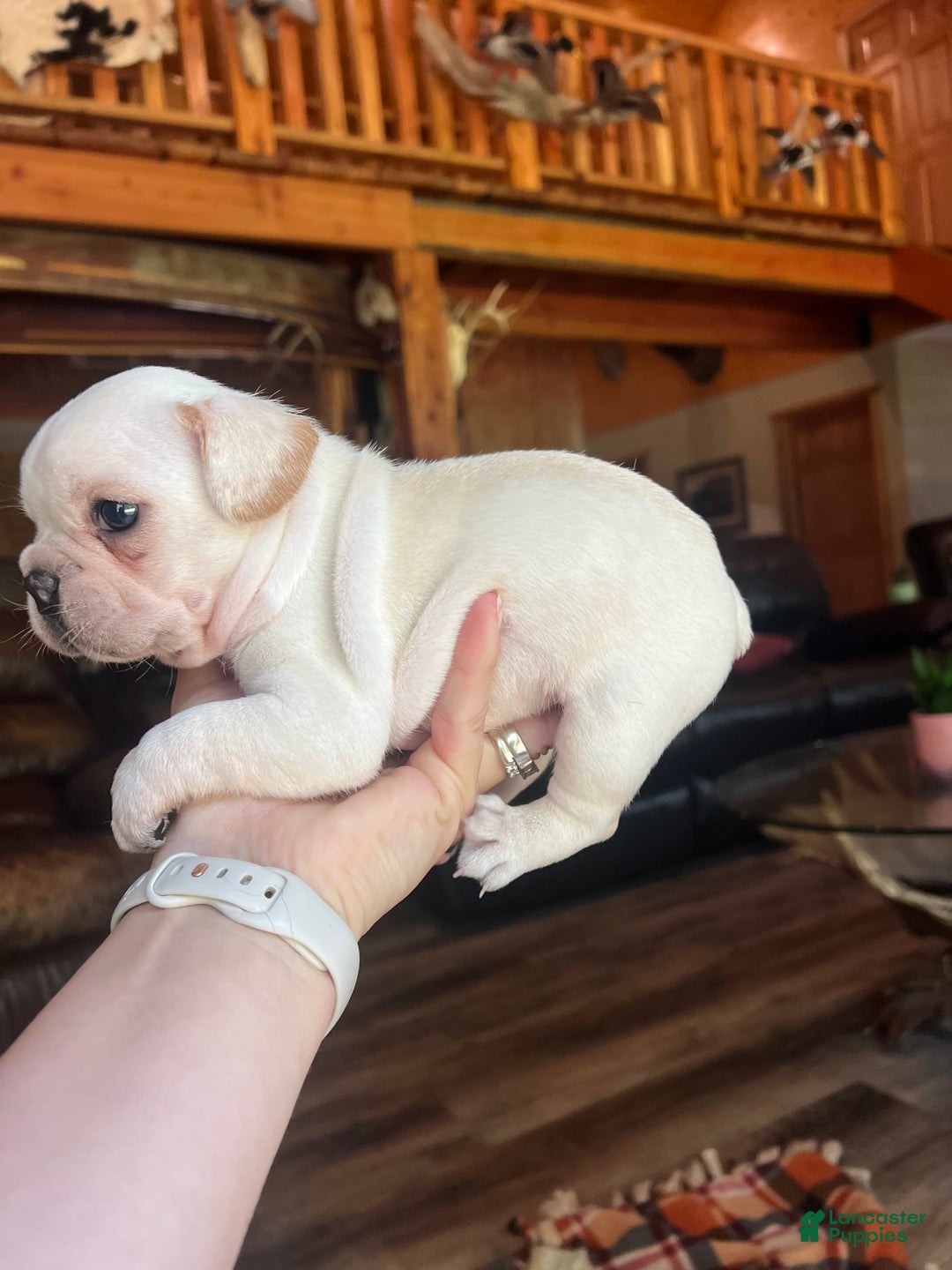 French Bulldog dogs for sale: Theo - Image 4