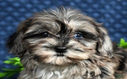 Havapoo dogs for sale: Wendy - Image 1