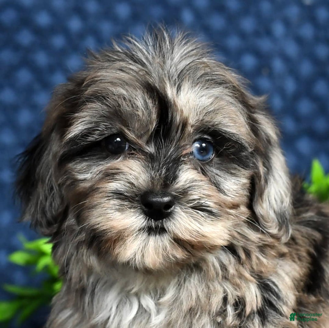 Havapoo dogs for sale: Wendy - Image 1