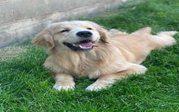 Golden Retriever dogs for sale: Mary - Image 9