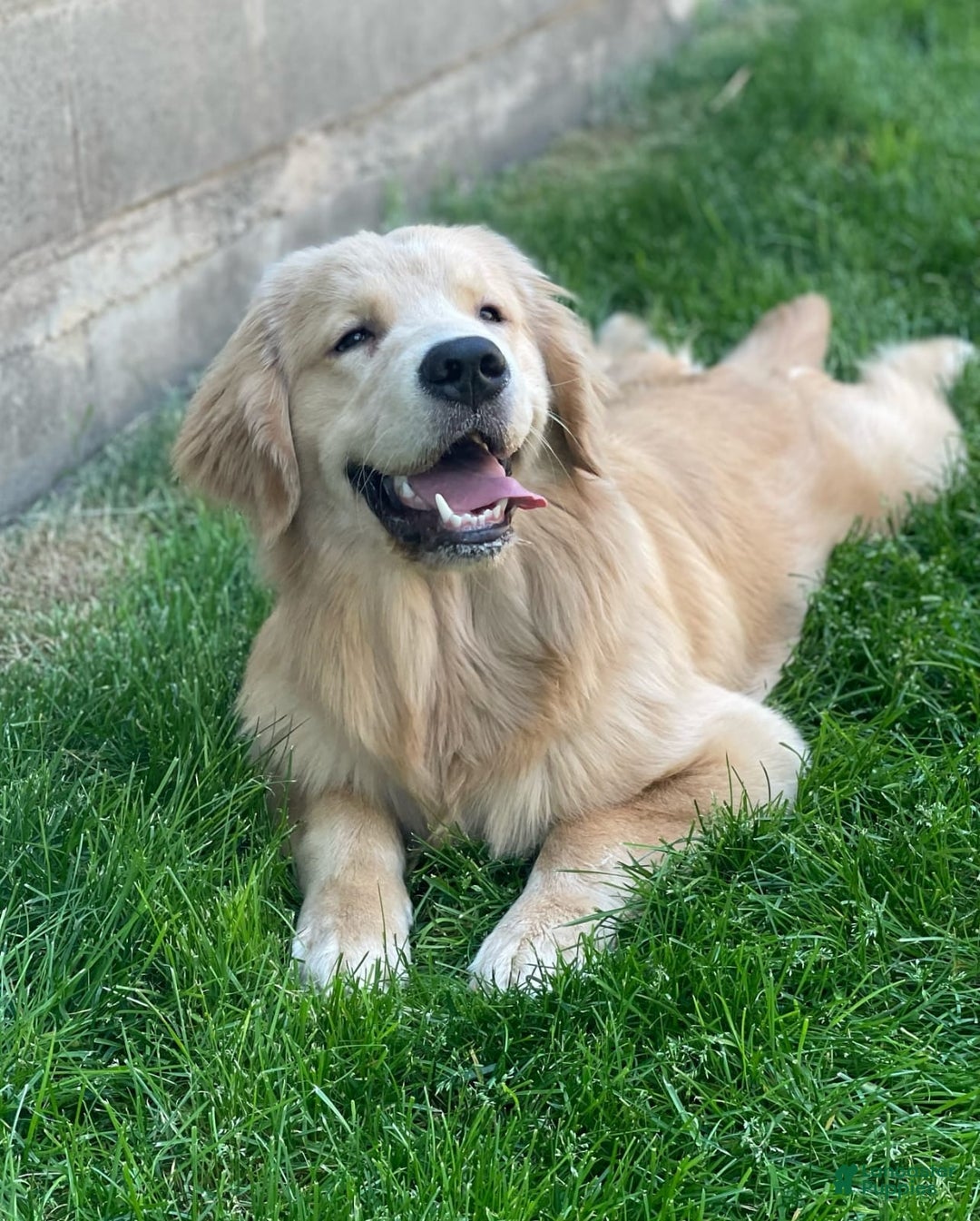 Golden Retriever dogs for sale: Mary - Image 9